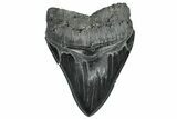 Serrated, Fossil Megalodon Tooth - South Carolina #324268-1